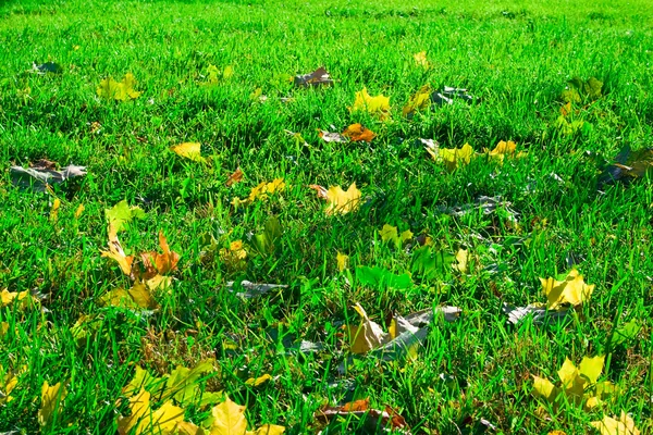 Čerstvý zelený trávník — Stock fotografie