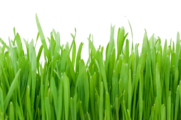 Friss zöld fű — Stock Fotó