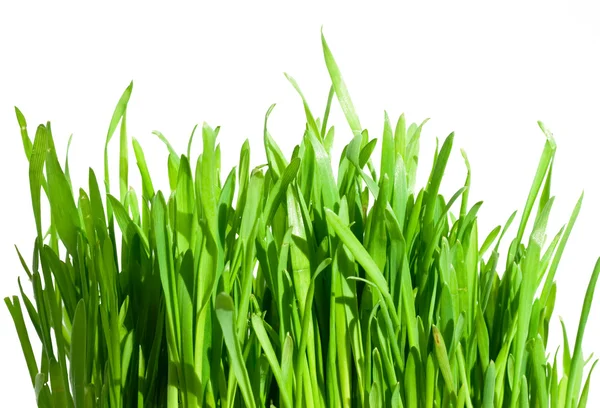 Färskt grönt gräs Stockfoto