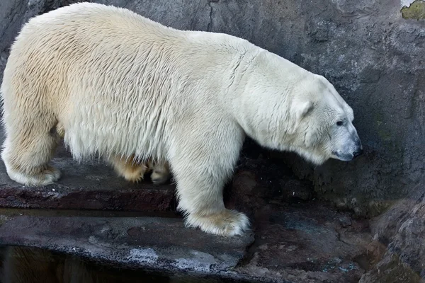 Білий ведмідь — стокове фото