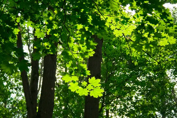 Green maple — Stock Photo, Image