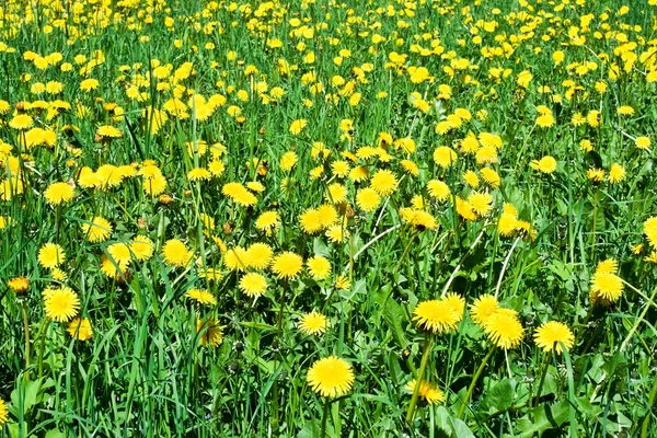 Dandelion field — Stock Photo, Image