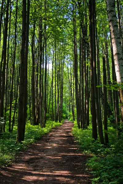 Caminho da floresta verde — Fotografia de Stock
