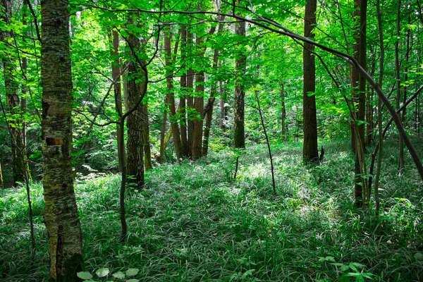 Green sunny forest — Stock Photo, Image