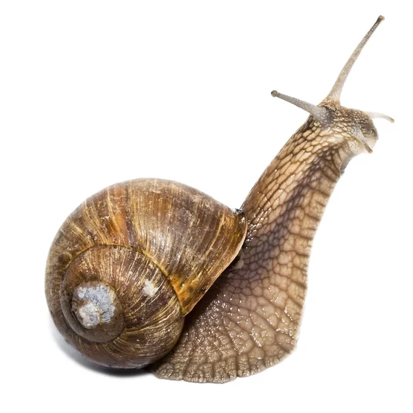 stock image Snail