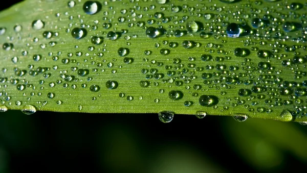 Close up view of the dew water drops on a plant — Stock Photo, Image