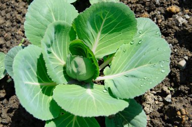 Fresh cabbage in soil clipart