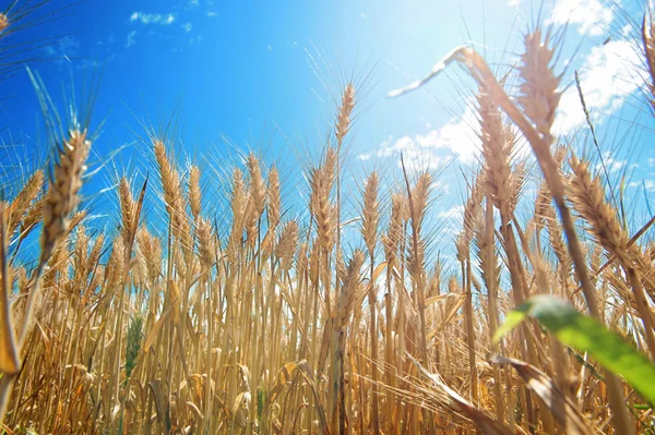 Campo de trigo dourado contra céu azul profundo — Fotografia de Stock