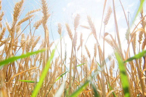 Campo de trigo dourado contra o céu azul ensolarado — Fotografia de Stock