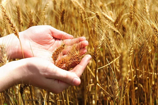 Agricultor segurando trigo dourado em suas palmas — Fotografia de Stock