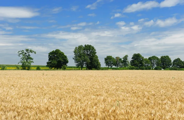 Campo de trigo dourado sobre velhas árvores verdes — Fotografia de Stock