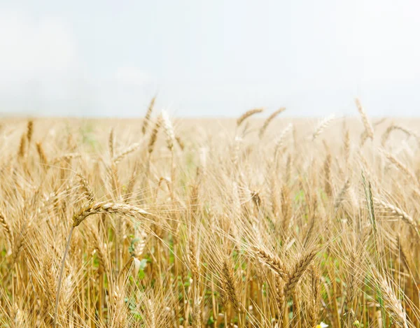 Golden wheat field against light clear sky. Copyspace at the top. — Stock Photo, Image