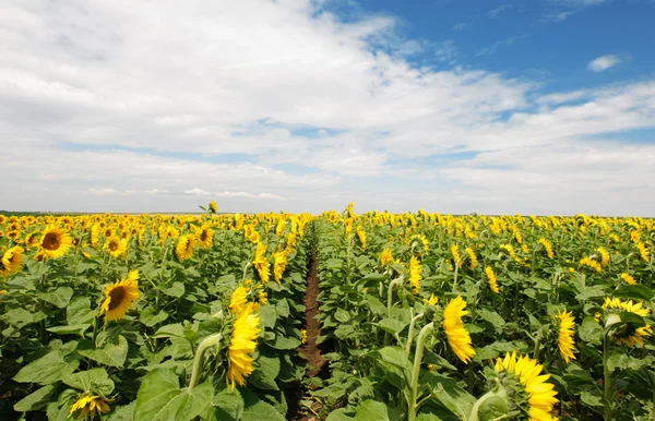 Stock image Sunflower field