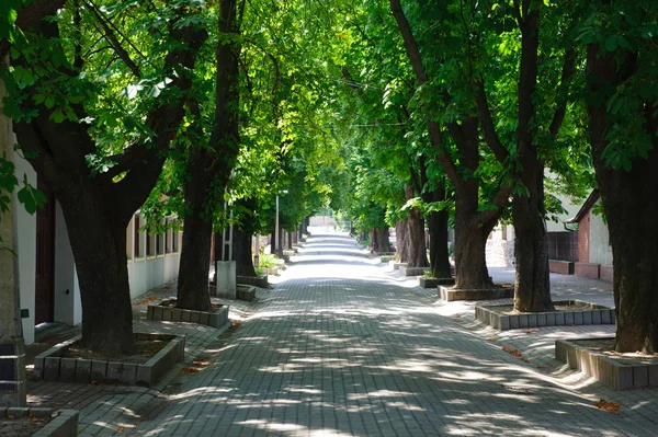 Träd gränd trottoaren — Stockfoto