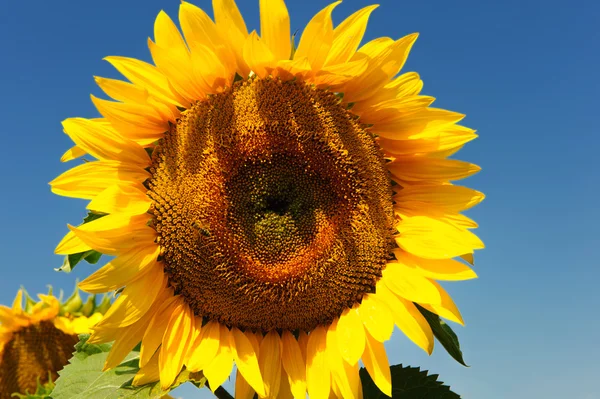 stock image Sunflower closeup