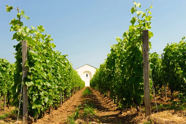 Wijngaarden — Stockfoto
