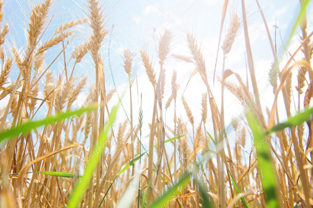 Golden wheat field against sunny blue sky
