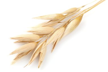 Ear of oats in closeup clipart