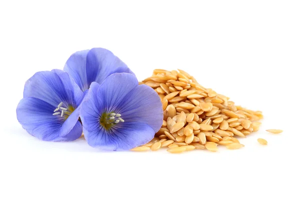 Flax flowers with seeds — Stock Photo, Image