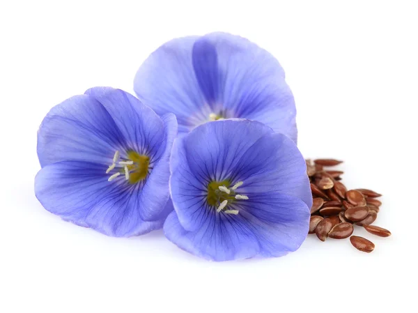 Flores de beleza de linho com sementes — Fotografia de Stock