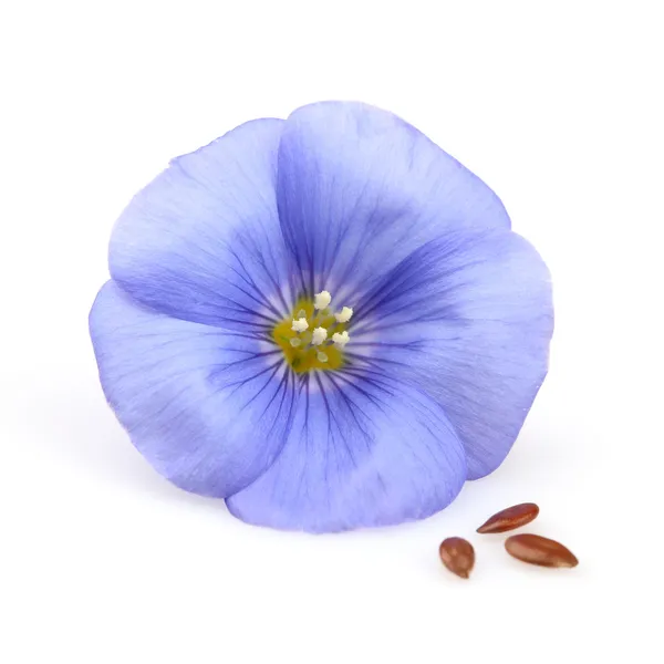 Flax flower with seeds — Zdjęcie stockowe