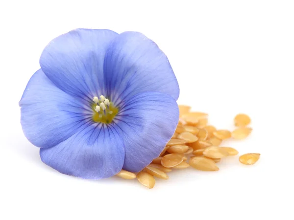 Flax seeds and flower — Stock Photo, Image