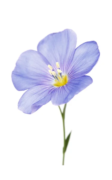 Один цветок льна — стоковое фото
