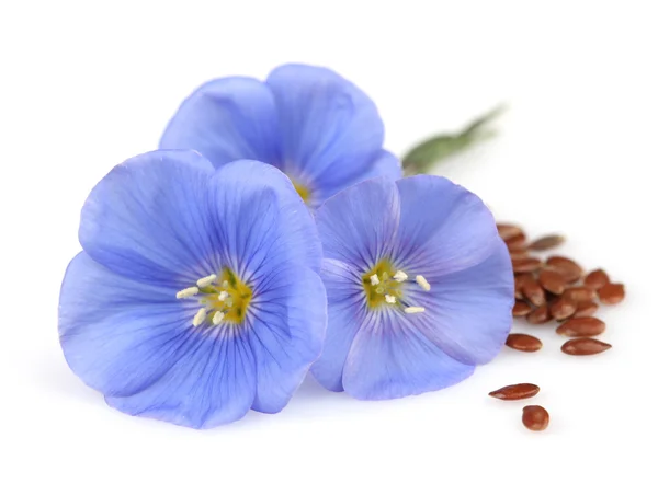 Flores de linho com sementes — Fotografia de Stock