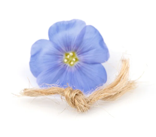 Flax flower with thread — Stock Photo, Image