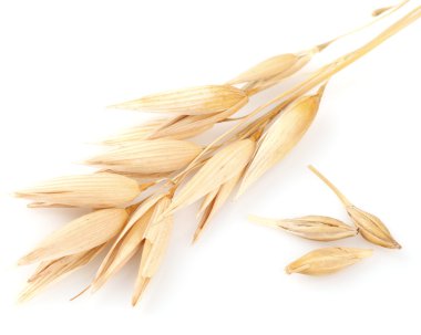 Ear of oats with grain clipart