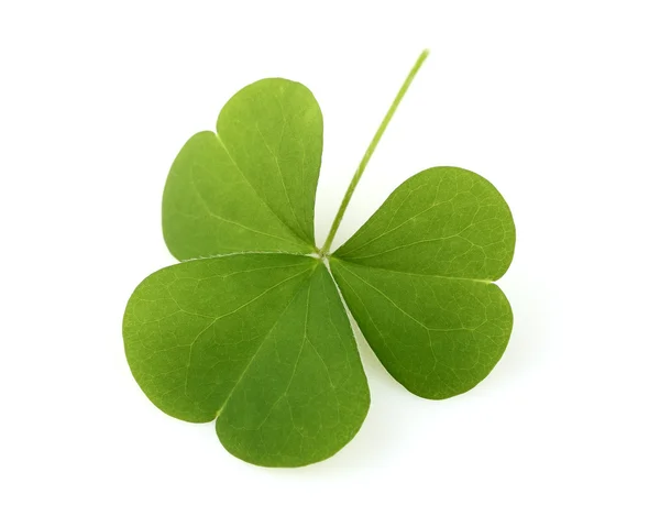 stock image Clover leaf