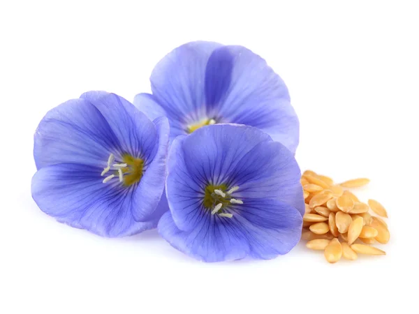 Flax flowers with seeds — Zdjęcie stockowe