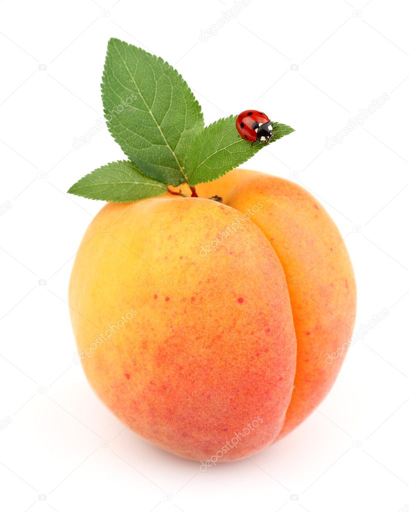Ripe apricot with ladybug