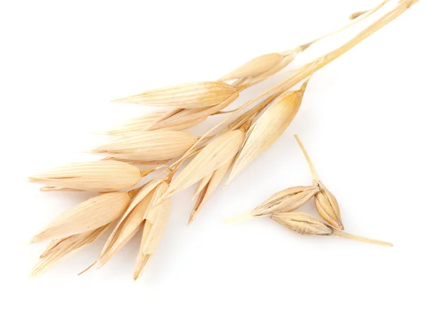 燕麦的耳朵 — 图库照片