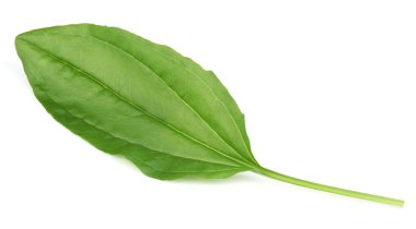 Leaf of plantain clipart