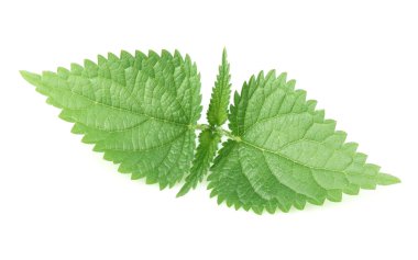 Nettle leaf clipart