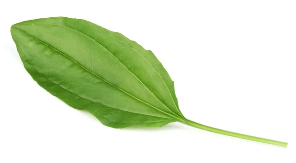 Leaf of plantain — Stock Photo, Image