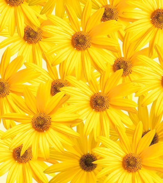 Жовтий фон з квітки — стокове фото