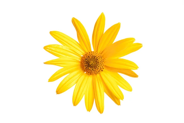 Желтый цветок маргаритки на белом фоне — стоковое фото