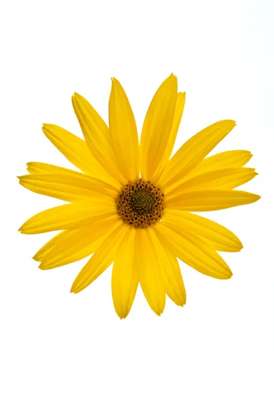 Желтый цветок маргаритки на белом фоне — стоковое фото