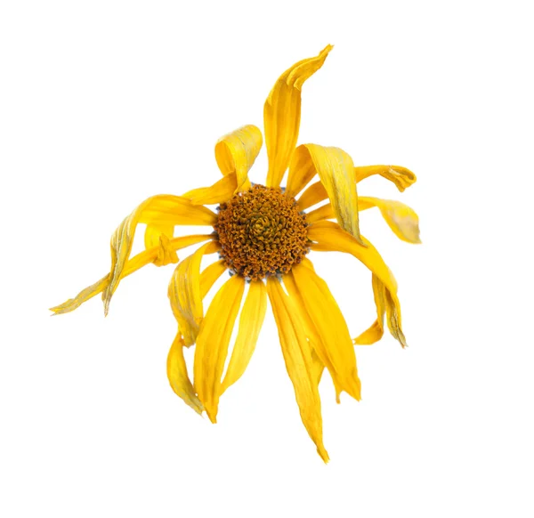 Amarelo flor morta isolado no fundo branco — Fotografia de Stock