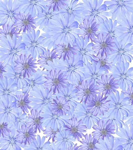 Tło z niebieski kwiaty — Zdjęcie stockowe
