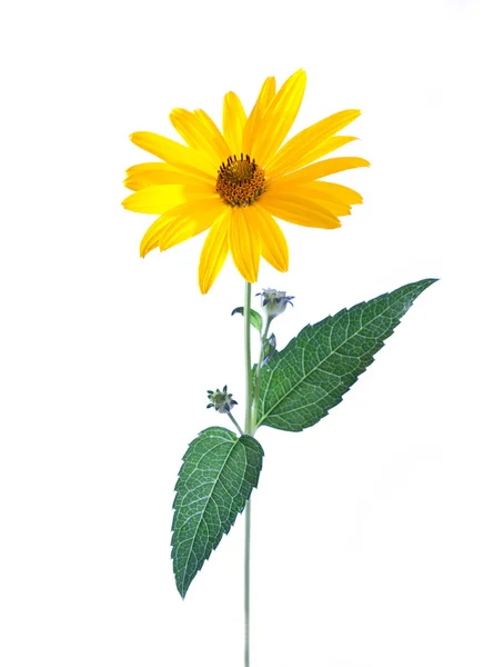 Κίτρινο λουλούδι μαργαρίτα απομονωμένο σε λευκό φόντο — Φωτογραφία Αρχείου