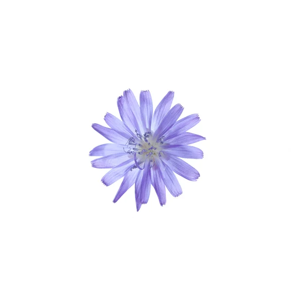 Gyönyörű kék virág elszigetelt fehér — Stock Fotó