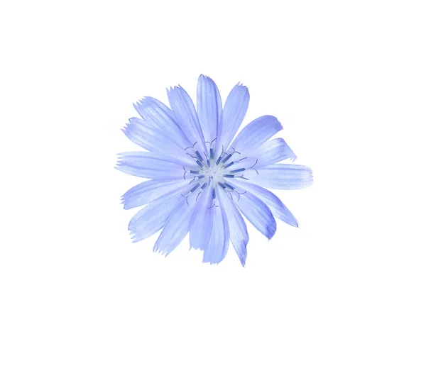 Синий цветок Цикорий изолирован на белом — стоковое фото