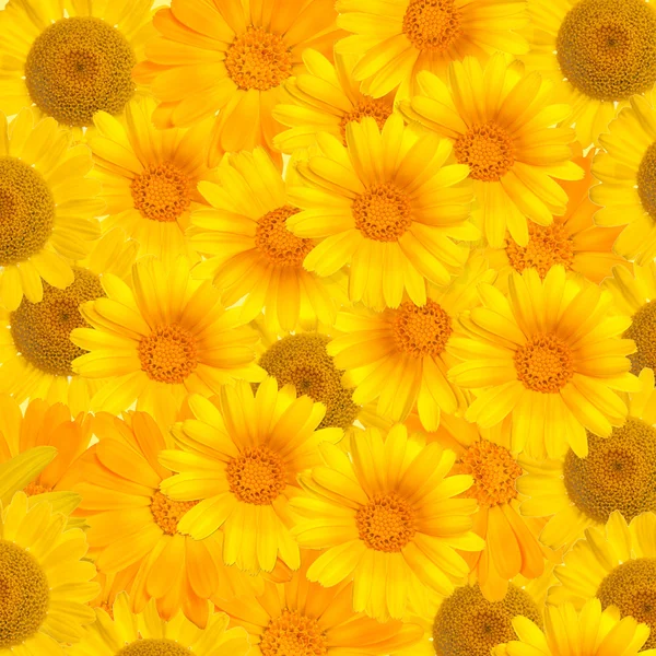 Arka plan sarı calendula çiçekler — Stok fotoğraf