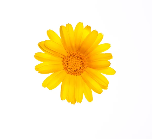 Квітка календули. Ізольовані на білому тлі . — стокове фото