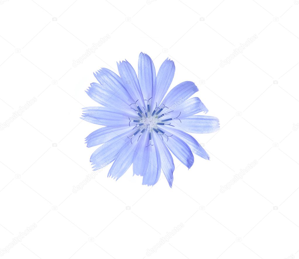 Blue flower Chicory isolated on white