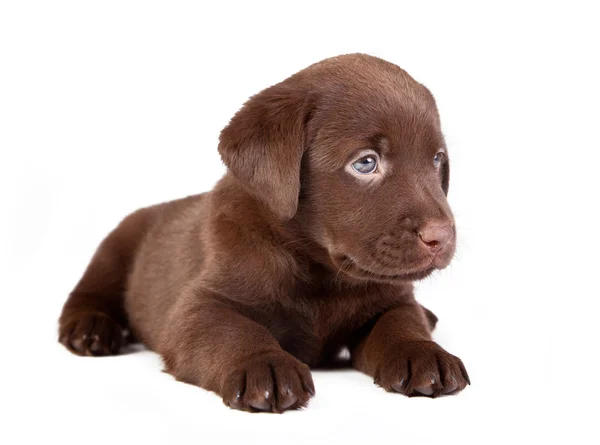 Chocolate puppy labrador is lying on the white — Stock Photo, Image