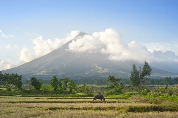 Vulcano Mayon — Foto Stock